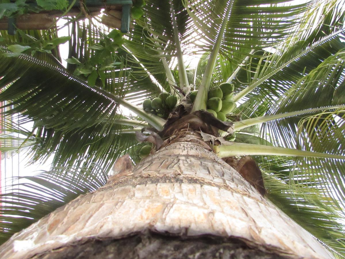 Blue Coconut Cancun Hotel Esterno foto